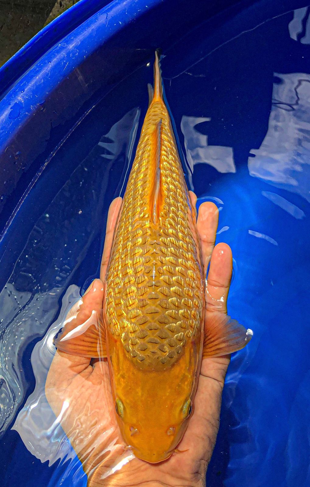 KARAMEL GINDRIN MADINA AZIZ 28cm