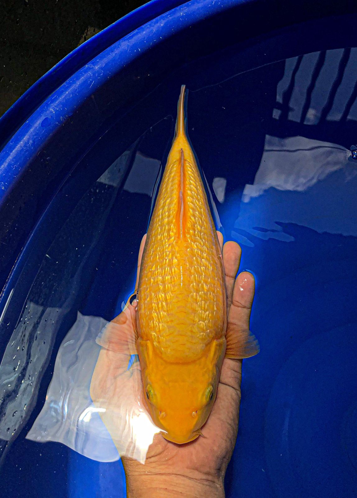 KARASI GINDRIN MADINA AZIZ 28cm