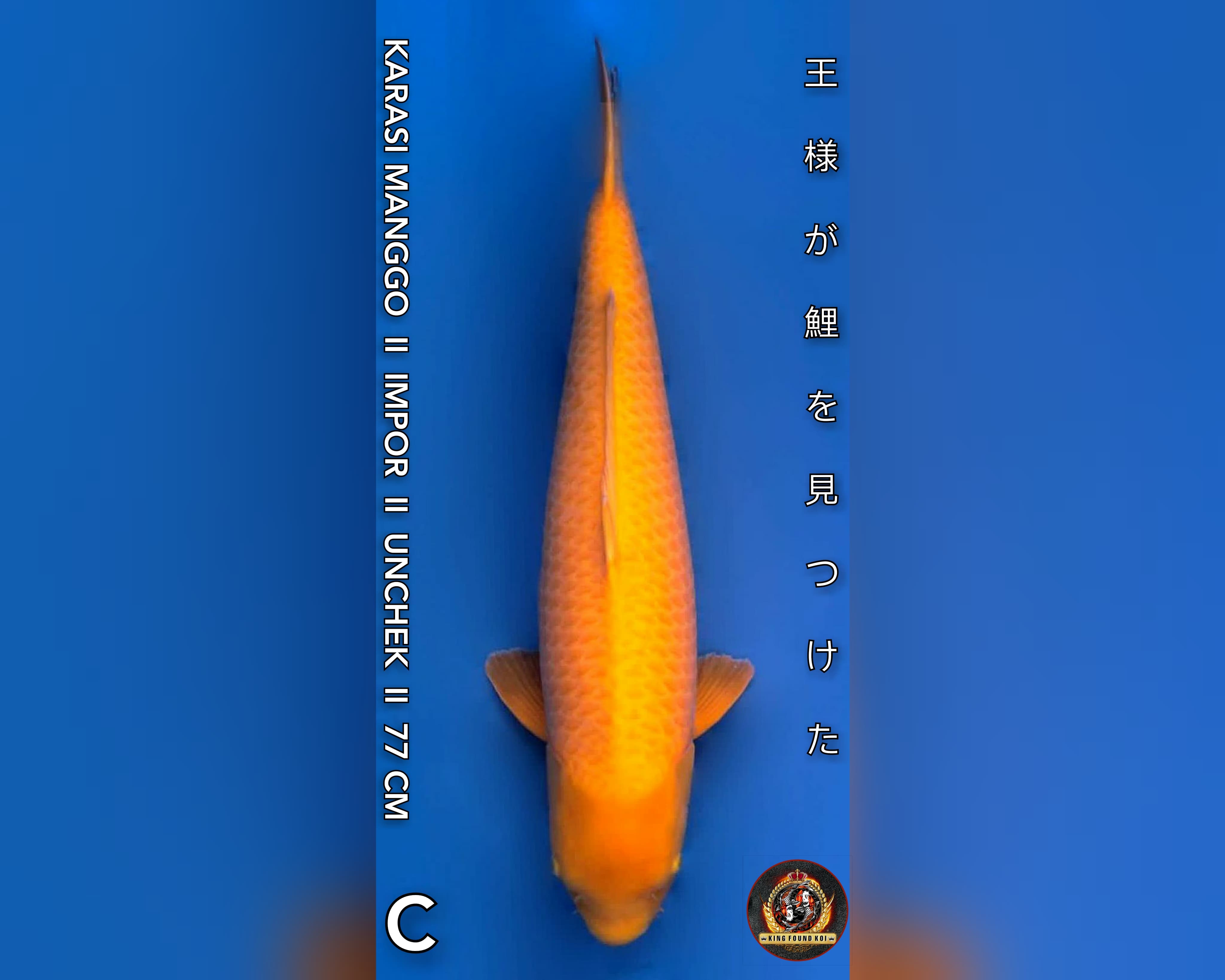 KARASI X SUPER MANGO II AFTER KEPING X TAGOYA KOI FARM II IMPORT SAKAI KOI FARM II UK 80BU 77cm