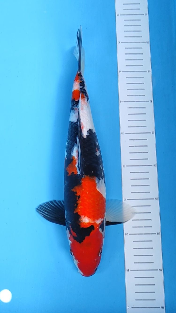 SHOWA 36cm