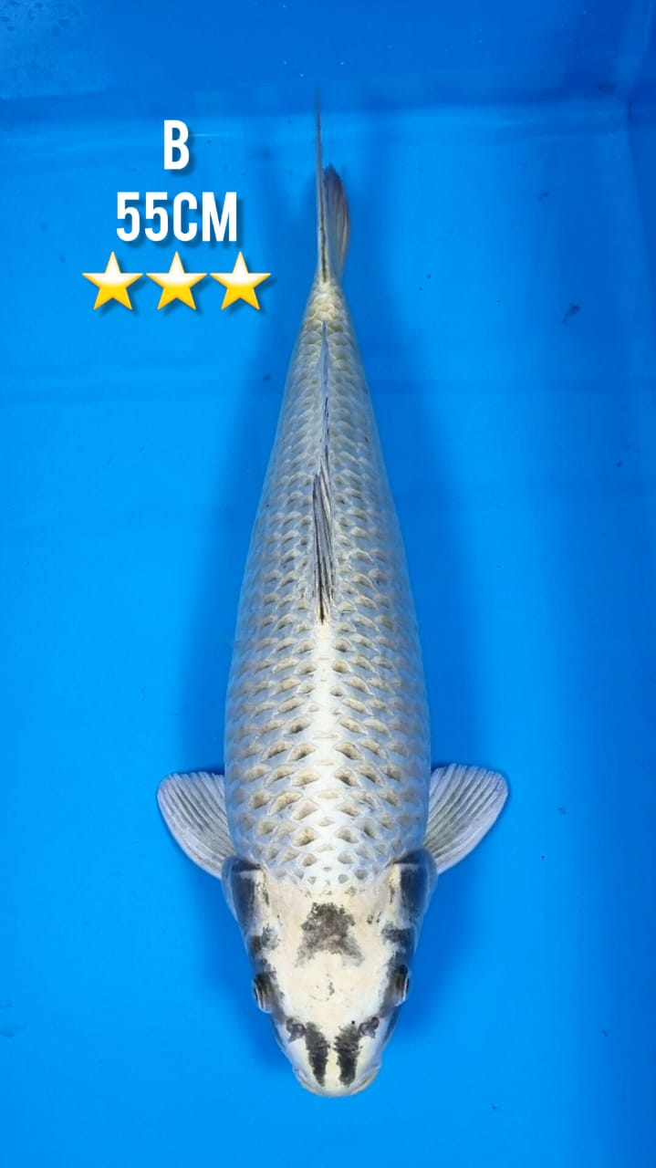 SILVERVOG AKF 55cm