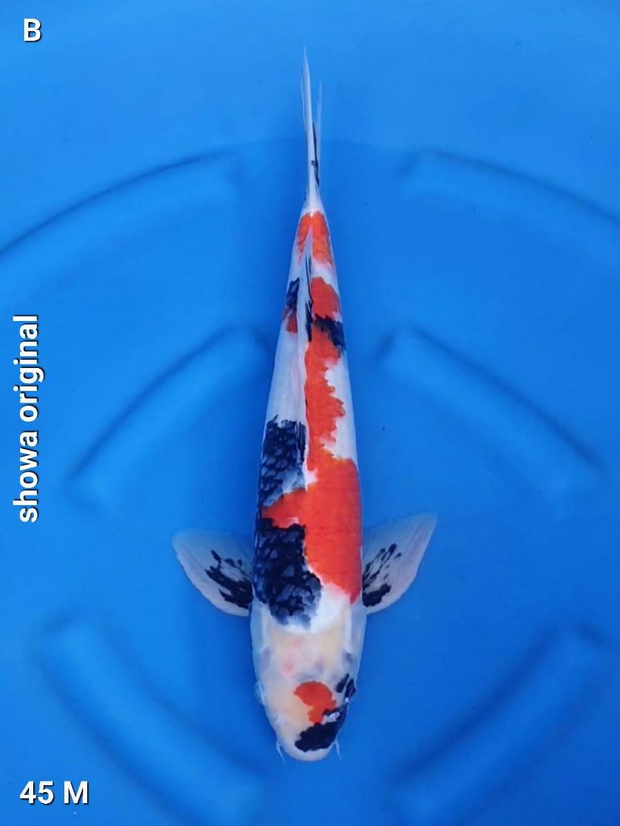 SHOWA ORIGINAL 45cm