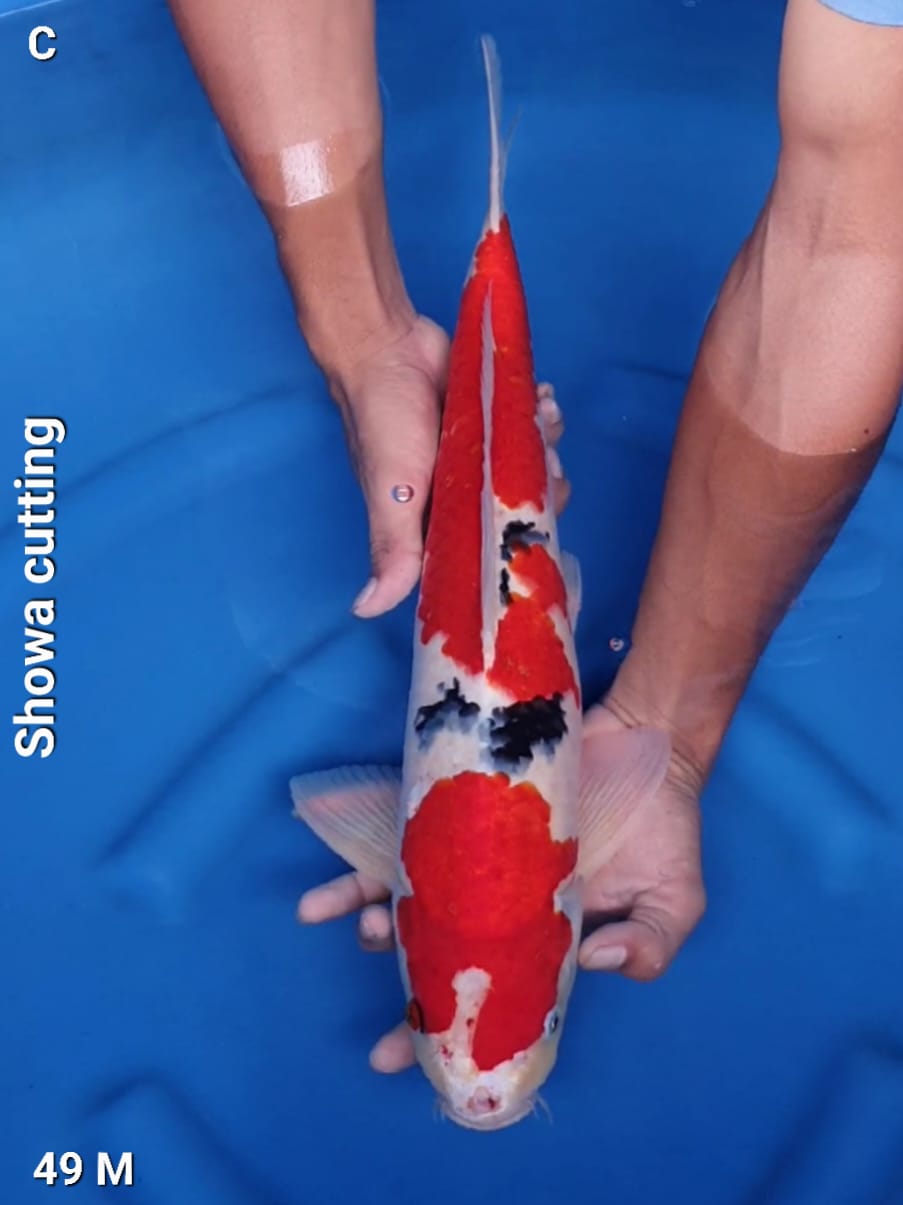 SHOWA CUTTING 49cm