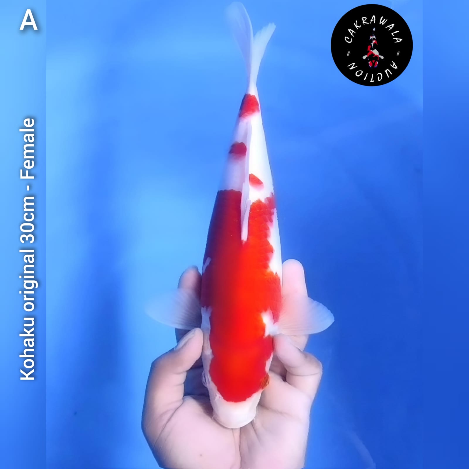 KOHAKU ORIGINAL 30cm