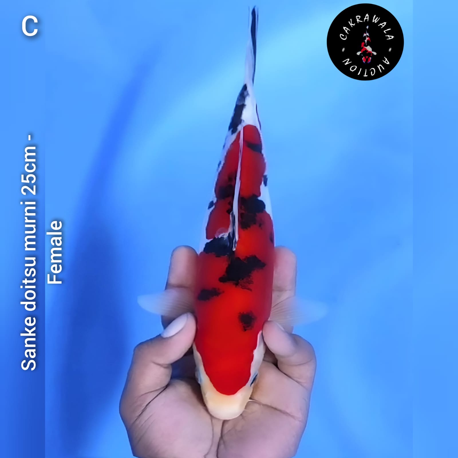 SANKE DOITSU MURNI 25cm