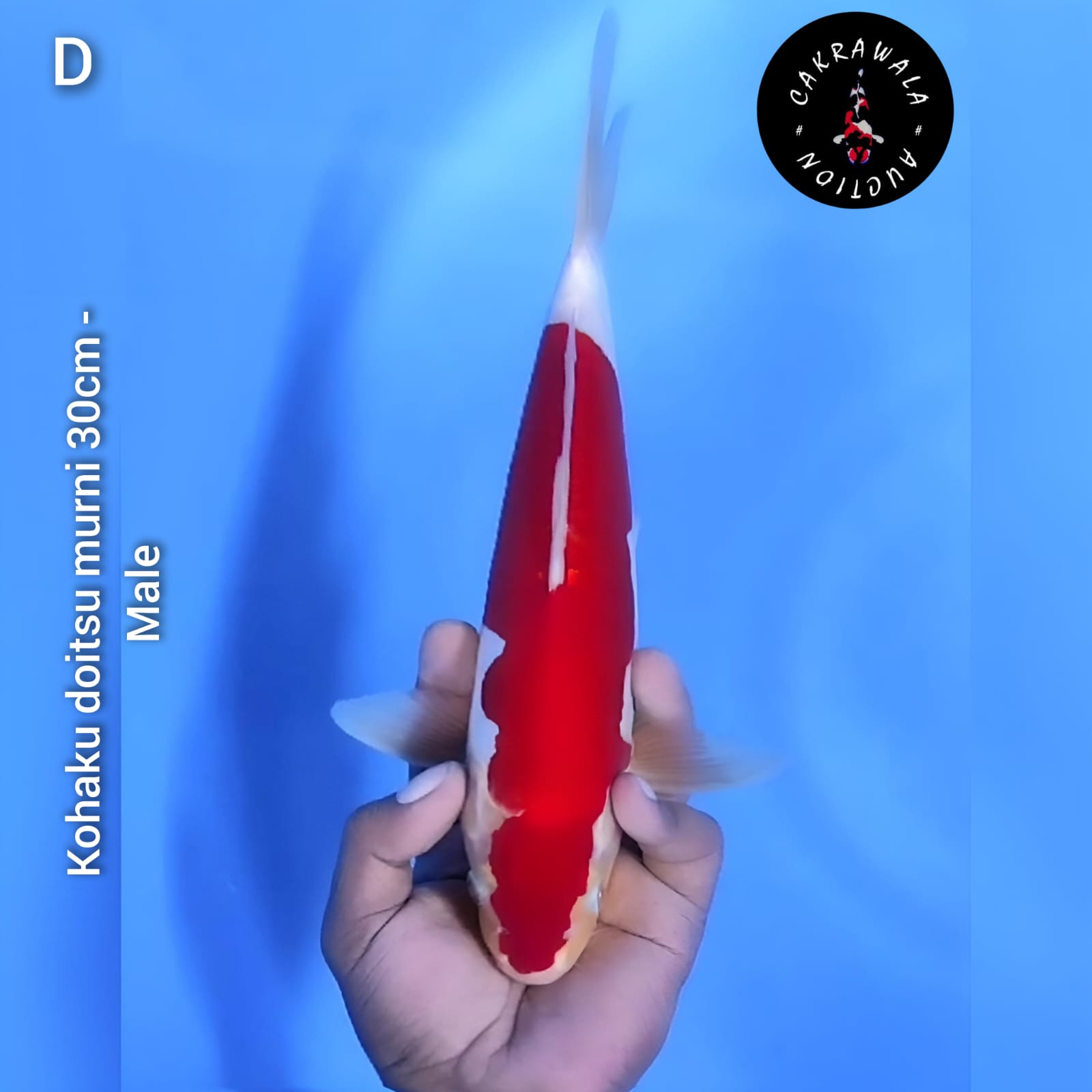 KOHAKU DOITSU MURNI 30cm