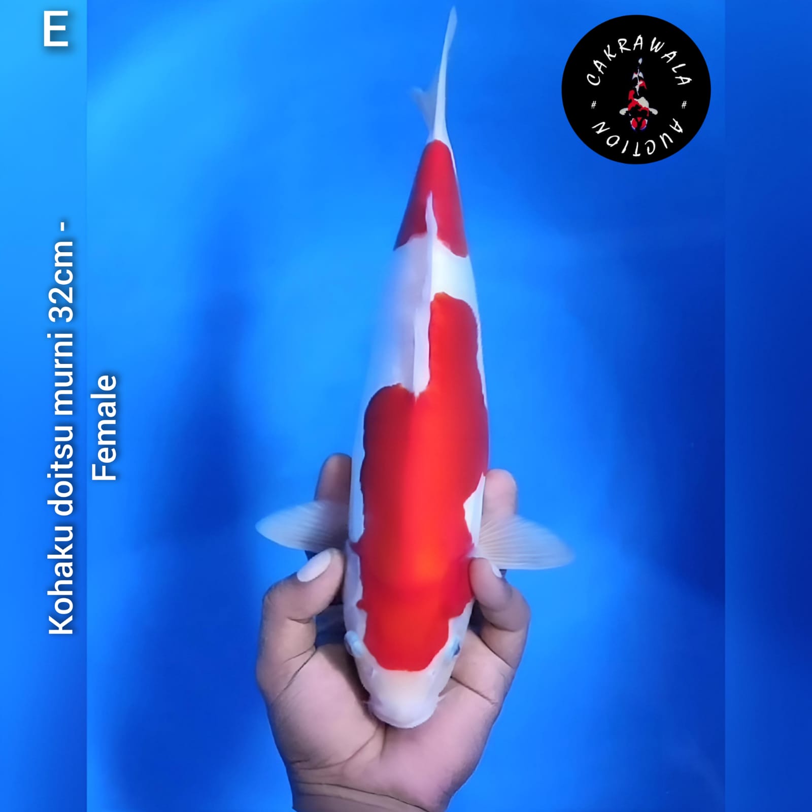 KOHAKU DOITSU MURNI 32cm