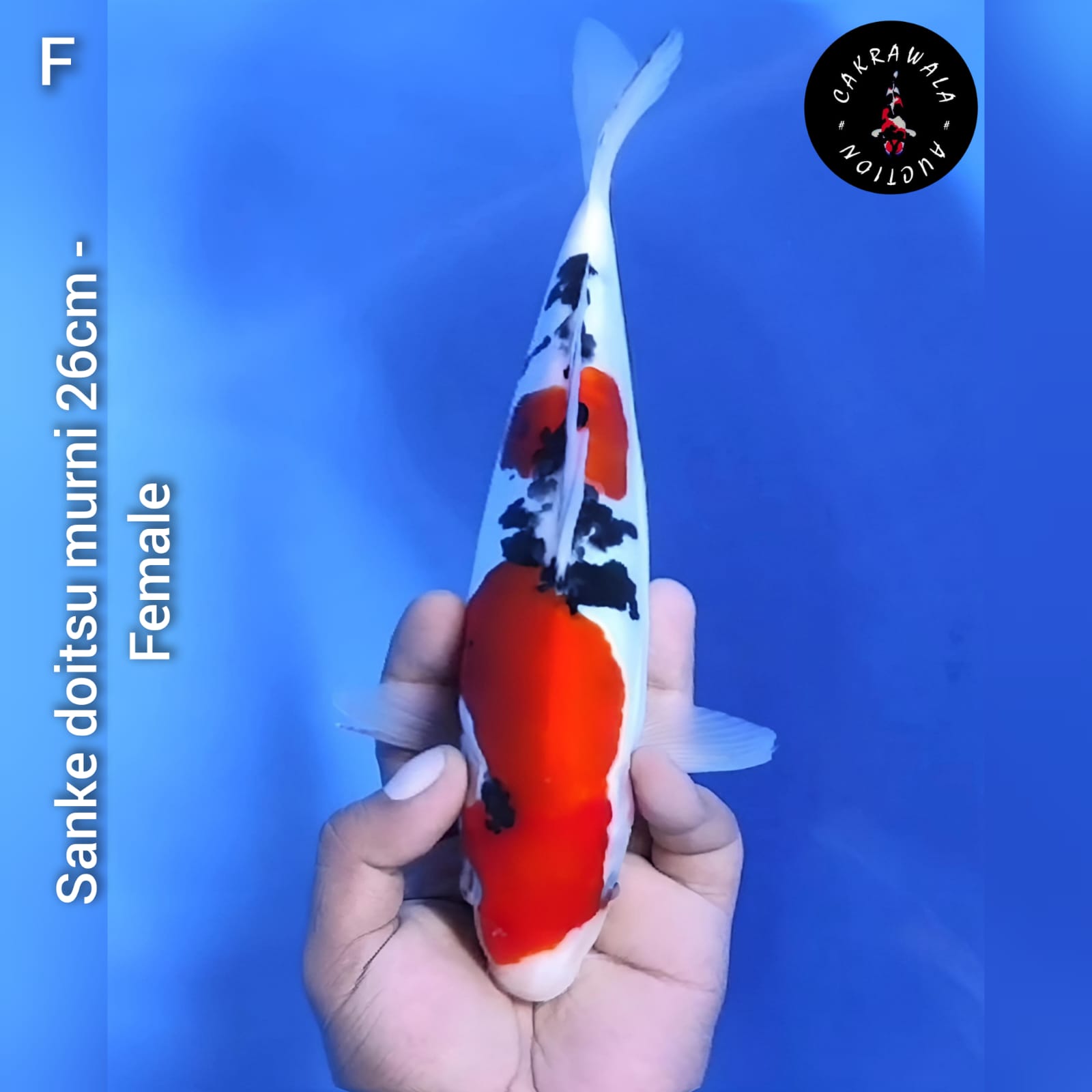 SANKE DOITSU MURNI 26cm