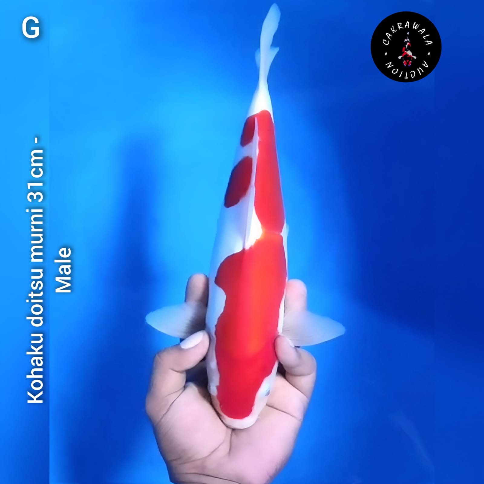 KOHAKU DOITSU MURNI 31cm