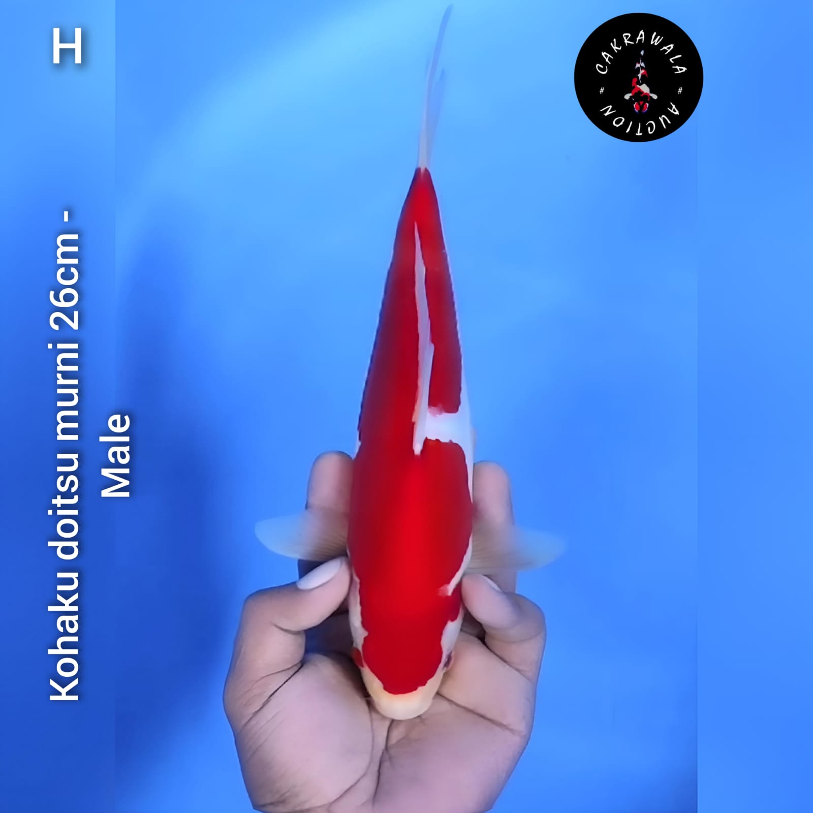 KOHAKU DOITSU MURNI 26cm