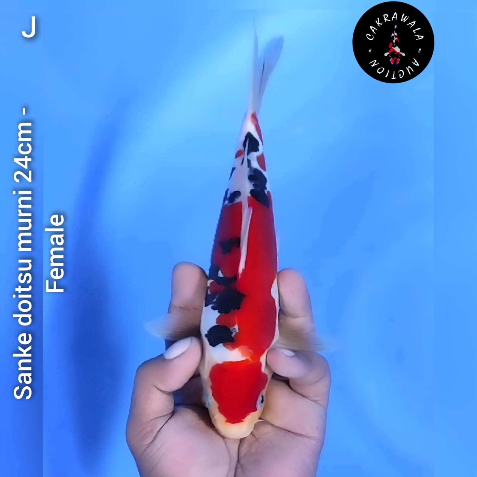 SANKE DOITSU MURNI 24cm