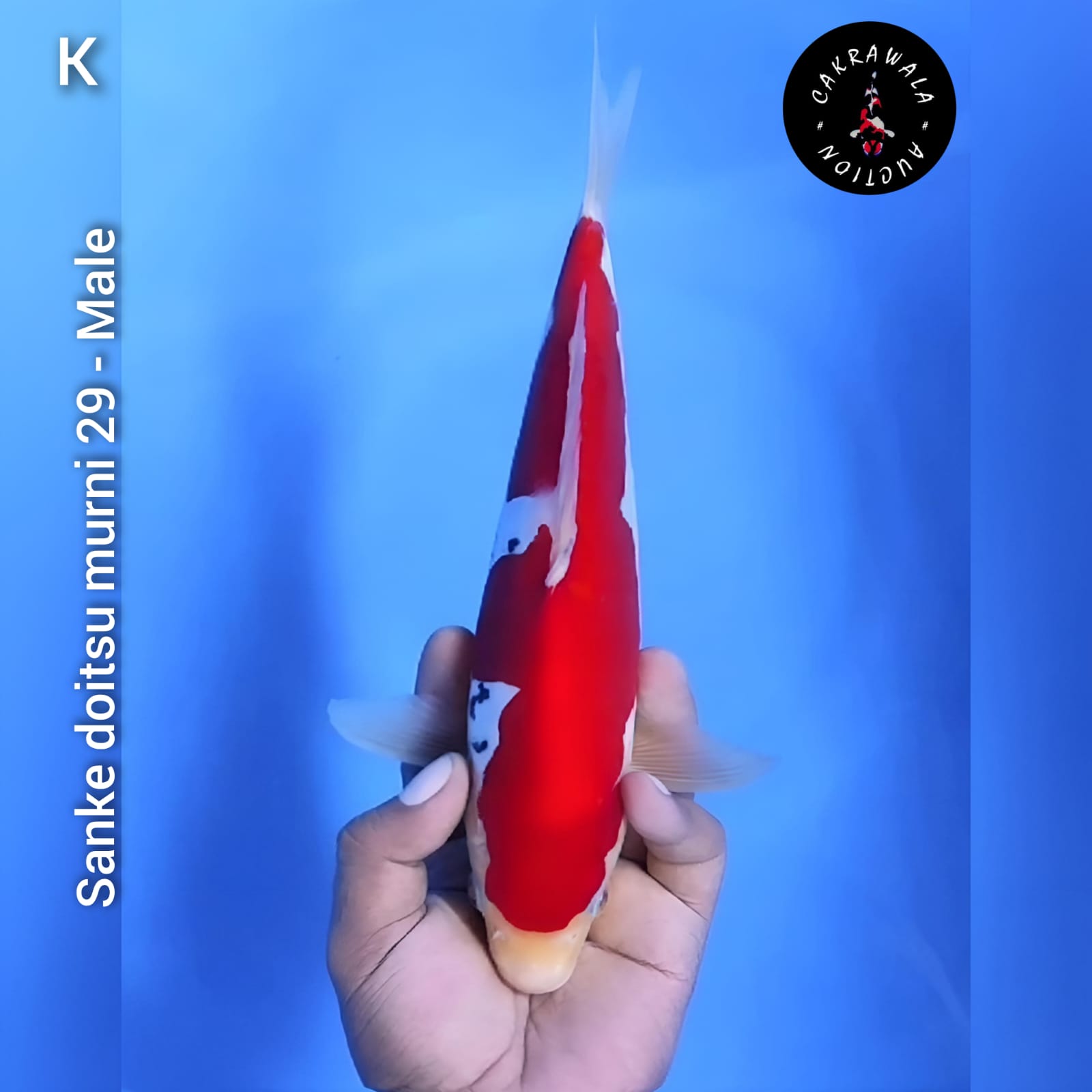 SANKE DOITSU MURNI 29cm