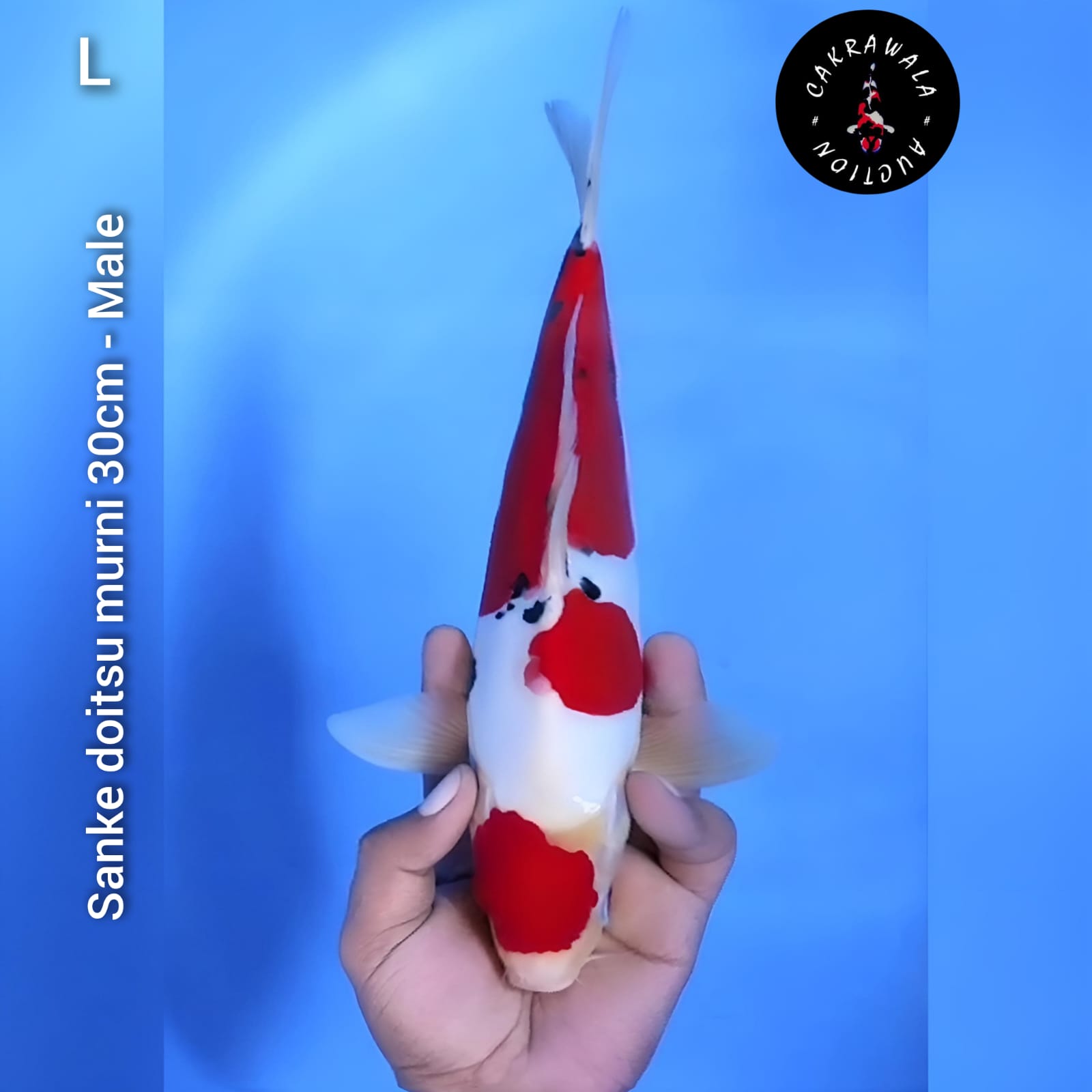 SANKE DOITSU MURNI 30cm