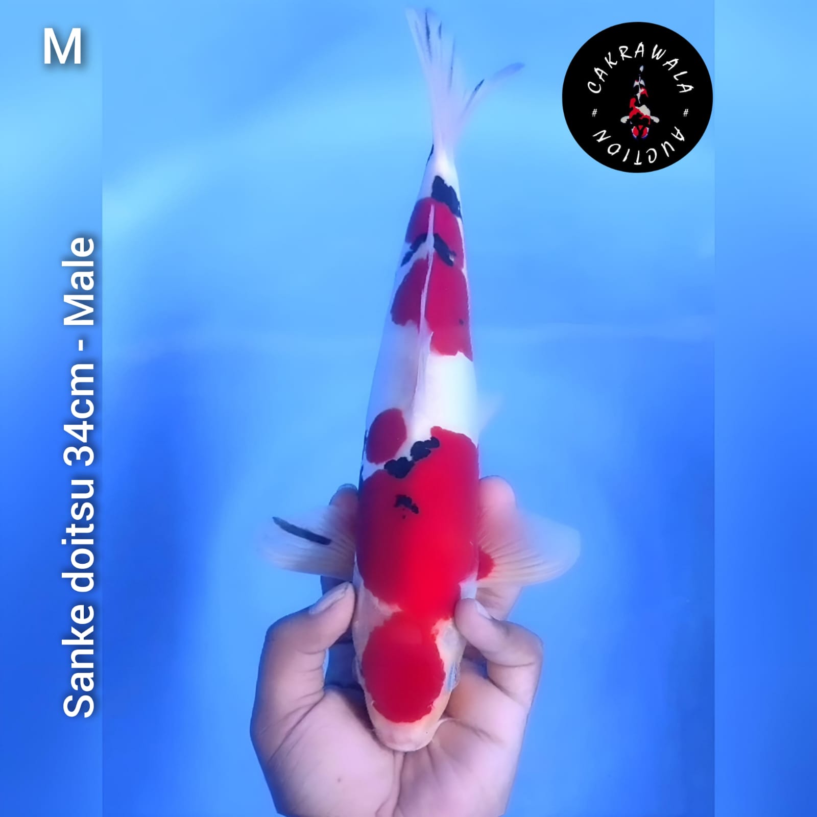 SANKE DOITSU 34cm