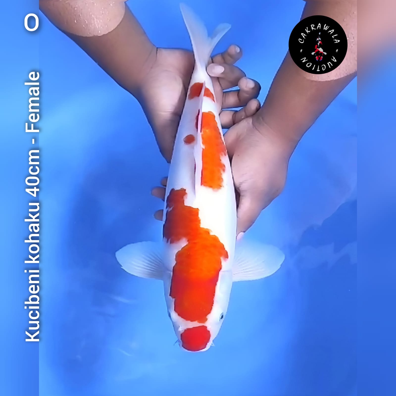 KUCIBENI KOHAKU 40cm