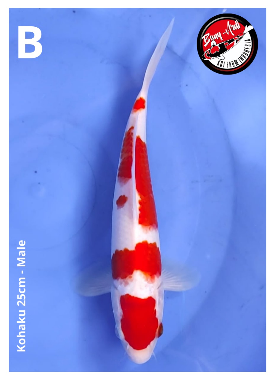 KOHAKU 25cm