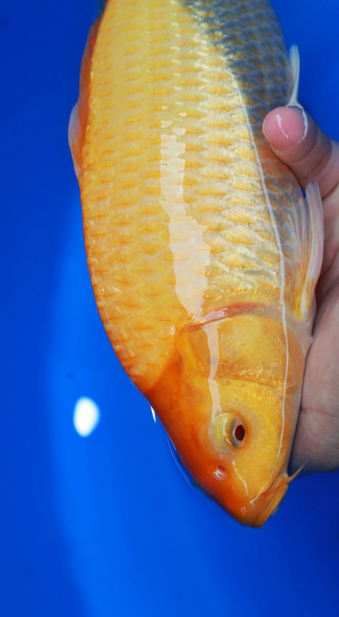CARAMEL GINDRIN BRED MADINA AZIZ SUPER PUNUK MINUS SIRIP KIRI MLINTIR 32cm