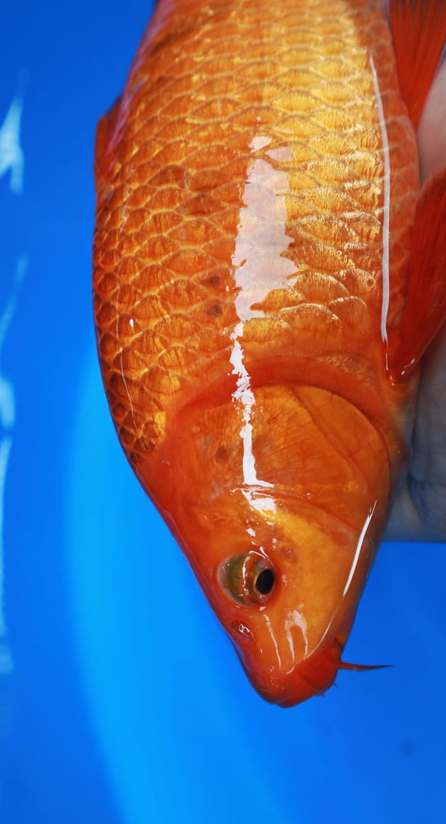 CARAMEL GINDRIN BREED MADINA AZIZ PUNUK JANTAN 32cm