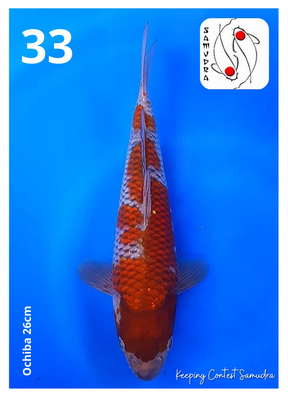 OCHIBA 26cm
