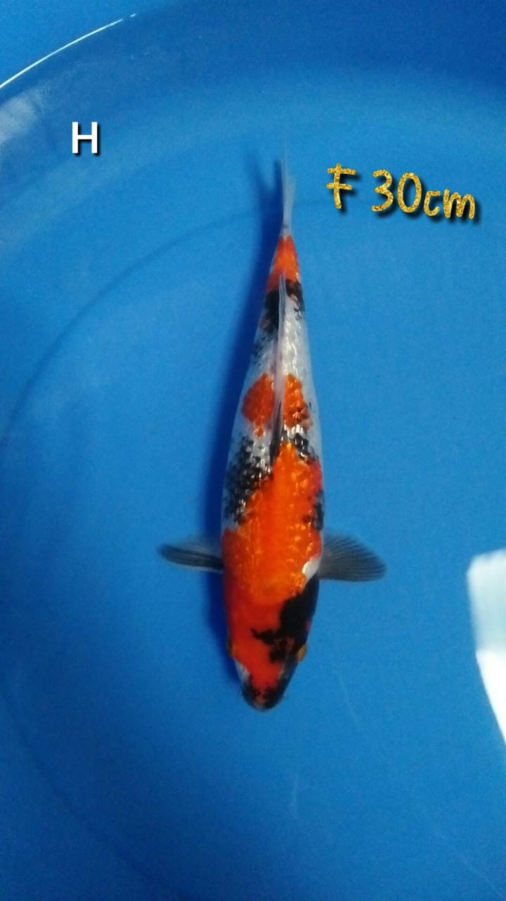 SHOWA GINDRIN F 30cm