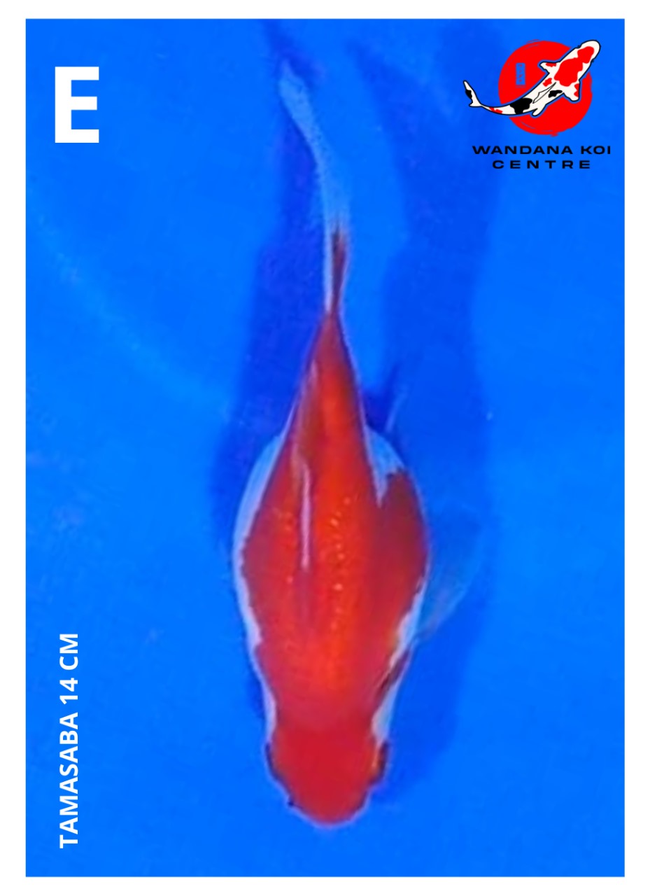 TAMASABA 14cm