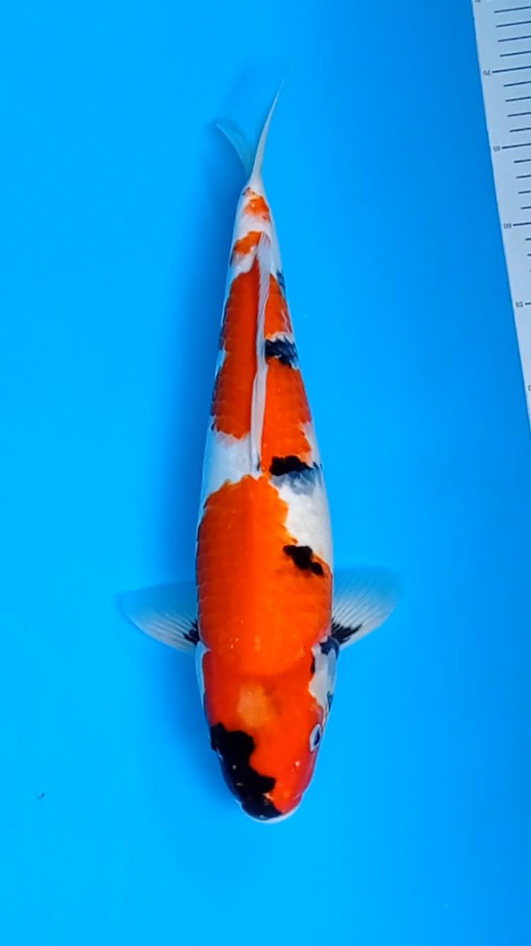 SHOWA 38cm