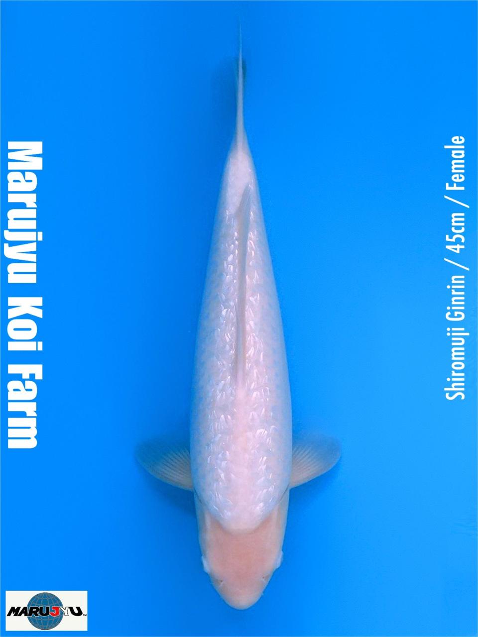 SHIROMUJI GINRIN IMPORT MARUJYU 45cm FEMALE LOKASI PUNCAK