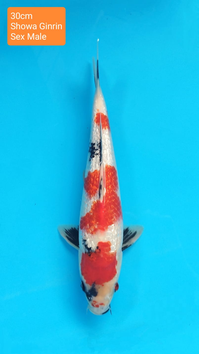 SHOWA GINRIN 30cm
