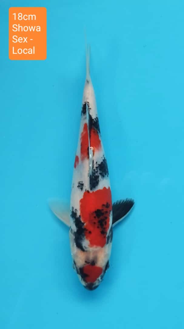 SHOWA 18cm