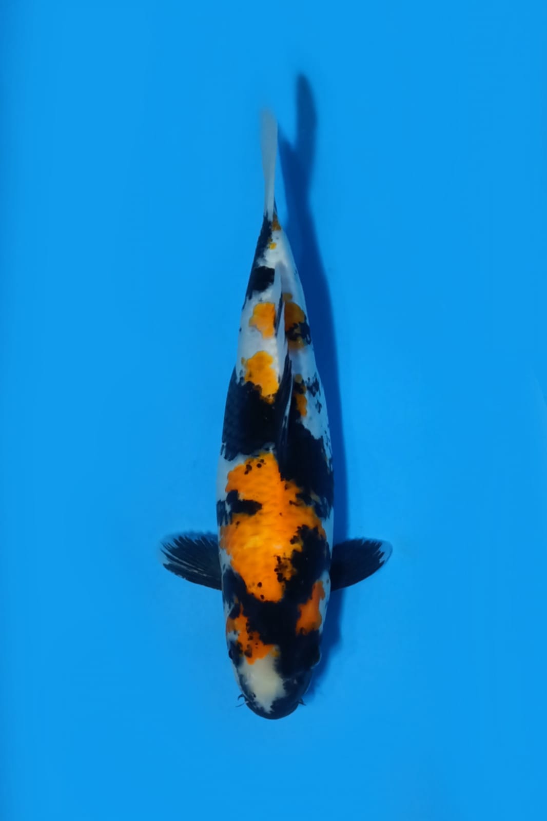 SHOWA 37cm