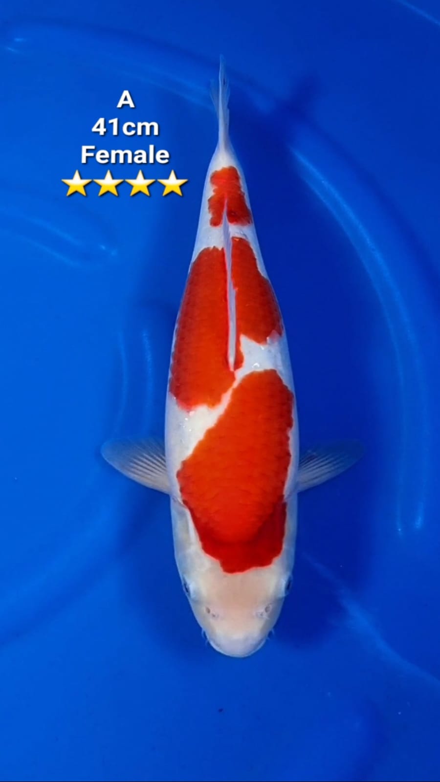 Lelang Koi Online, Jual Beli Ikan Koi, Pusat Jual Beli Koi, Info Lelang Koi Hari Ini, Platform Jual Beli Koi, Jual Beli Ikan Koi Online, Marketplace Ikan Koi, Jual Koi Terbaik, Tempat Beli Koi Berkualitas, Pasar Ikan Koi Online Terpercaya, Penjual Ikan Koi Terpercaya, Beli Koi Hias Online, Ikan Koi untuk Dijual, Koi Kualitas Terbaik, Toko Online Ikan Koi, Koi Hias Untuk Dijual, Jual Beli Ikan Koi Lokal, Koi Indonesia Online, Pusat Jual Beli Koi Terbesar