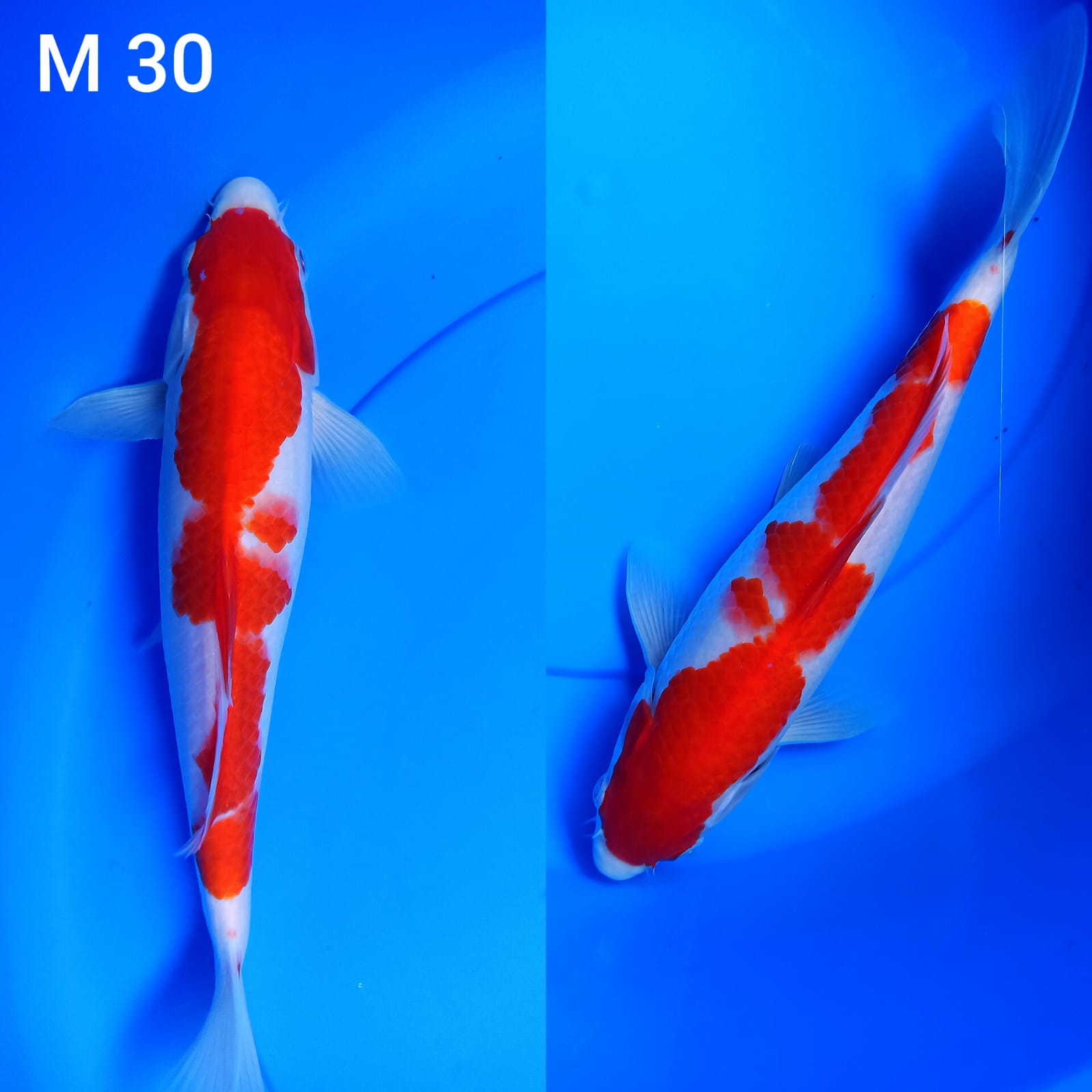 KOHAKU 30cm