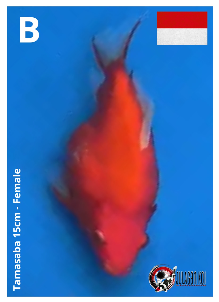 TAMASABA 15cm