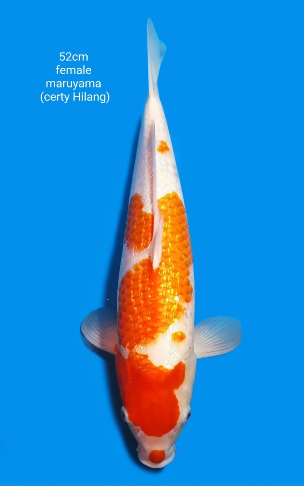 KOHAKU GINRIN MARUYAMA NON CERTY HILANG FEMALE 52cm