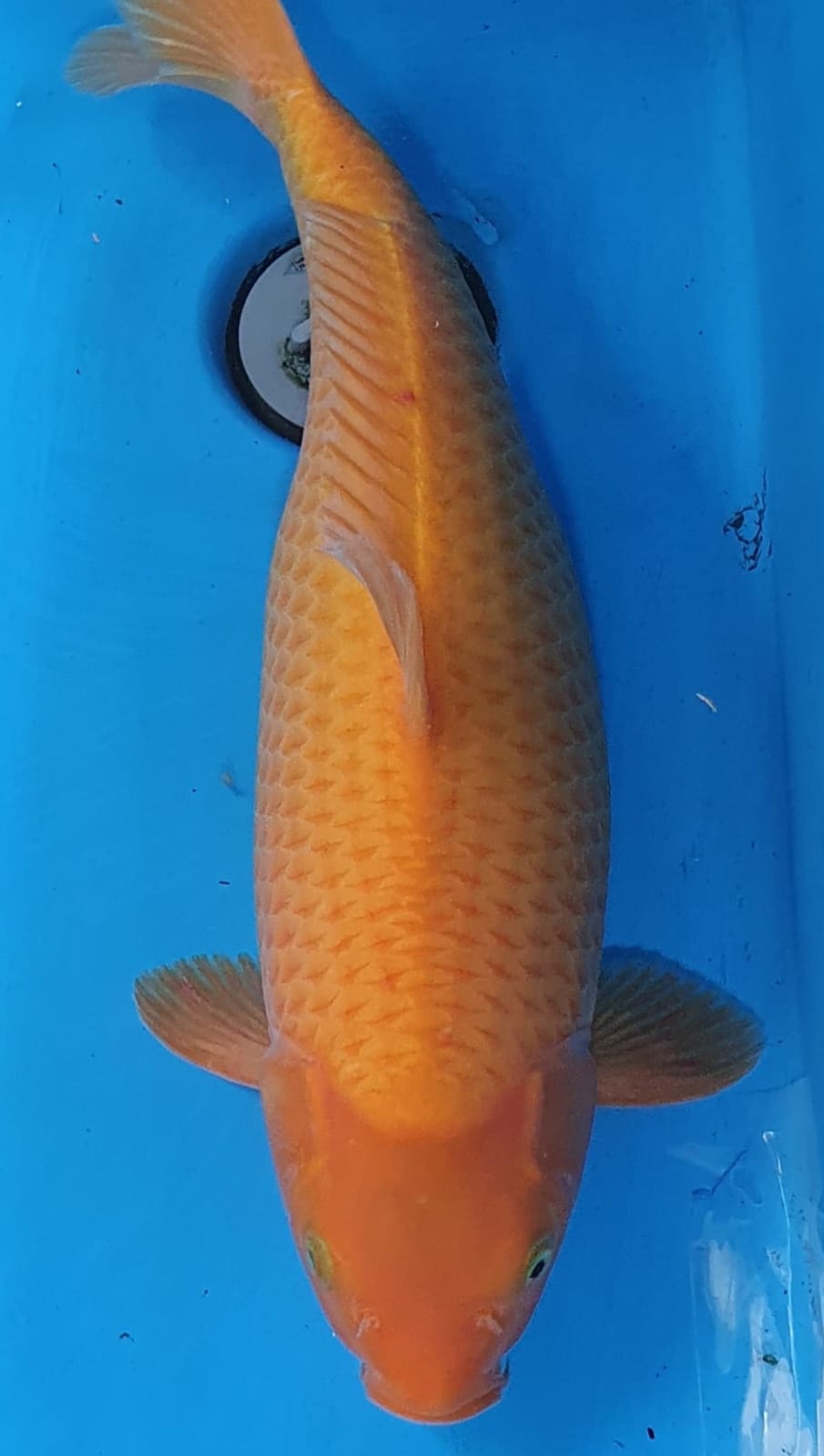 RED KARASHI 45cm