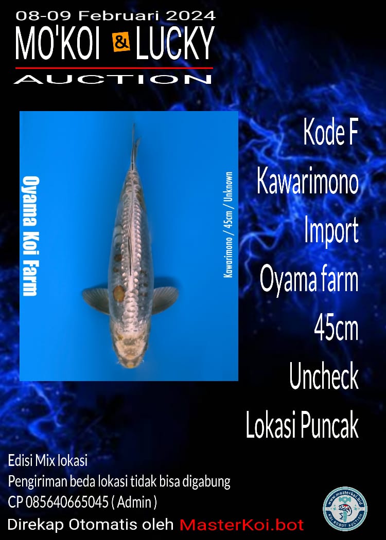 KAWARIMONO IMPORT OYAMA 45cm UNCHECK LOKASI PUNCAK