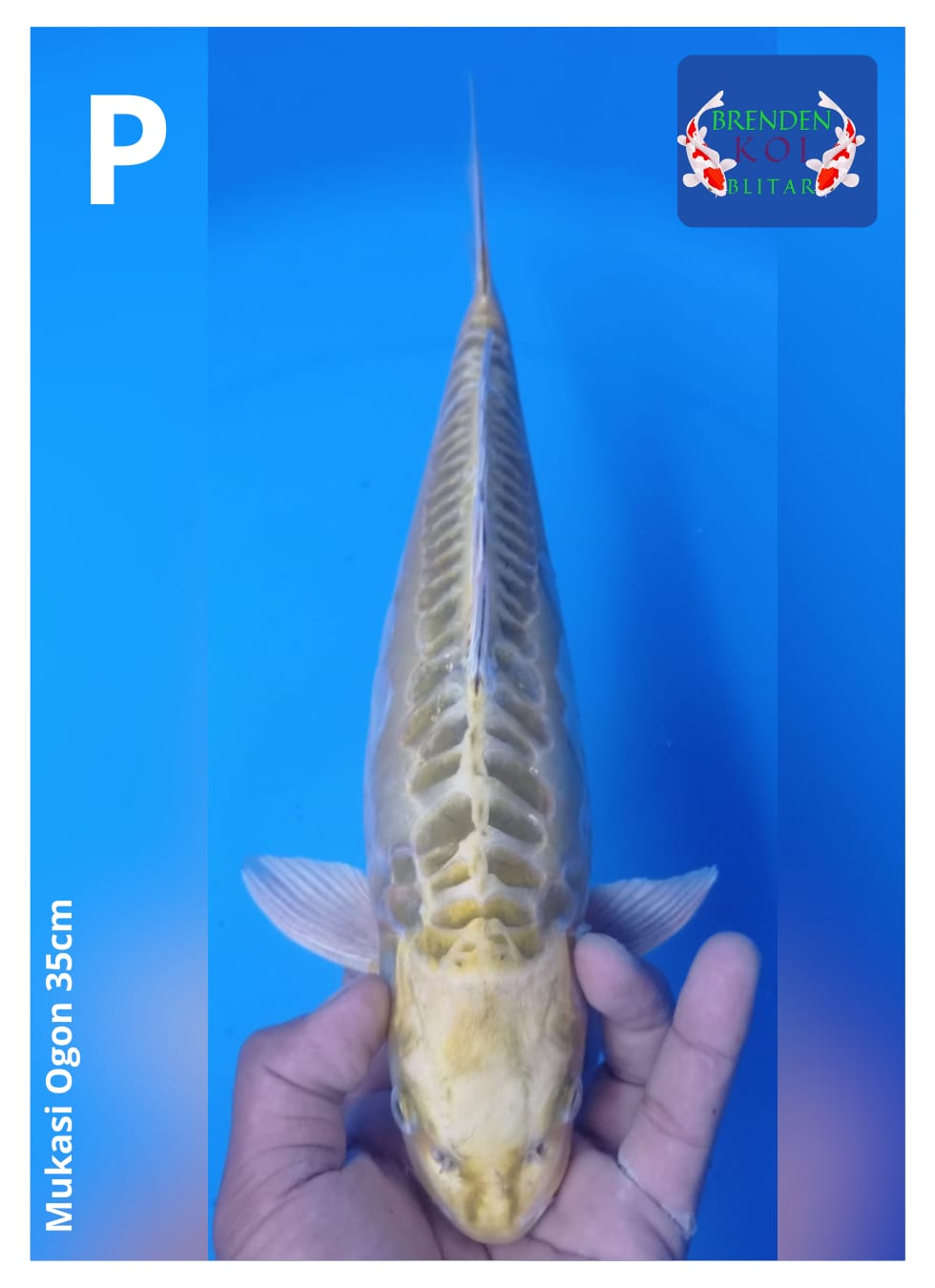 Ikan Koi MUKASI OGON 35cm, lelang koi MUKASI OGON 35cm, jual koi MUKASI OGON 35cm, beli koi MUKASI OGON 35cm, Lelang Koi Online, Jual Beli Ikan Koi, Pusat Jual Beli Koi, Info Lelang Koi Hari Ini, Platform Jual Beli Koi, Jual Beli Ikan Koi Online, Marketplace Ikan Koi, Jual Koi Terbaik, Tempat Beli Koi Berkualitas, Pasar Ikan Koi Online Terpercaya, Penjual Ikan Koi Terpercaya, Beli Koi Hias Online, Ikan Koi untuk Dijual, Koi Kualitas Terbaik, Toko Online Ikan Koi, Koi Hias Untuk Dijual, Jual Beli Ikan Koi Lokal, Koi Indonesia Online, Pusat Jual Beli Koi Terbesar