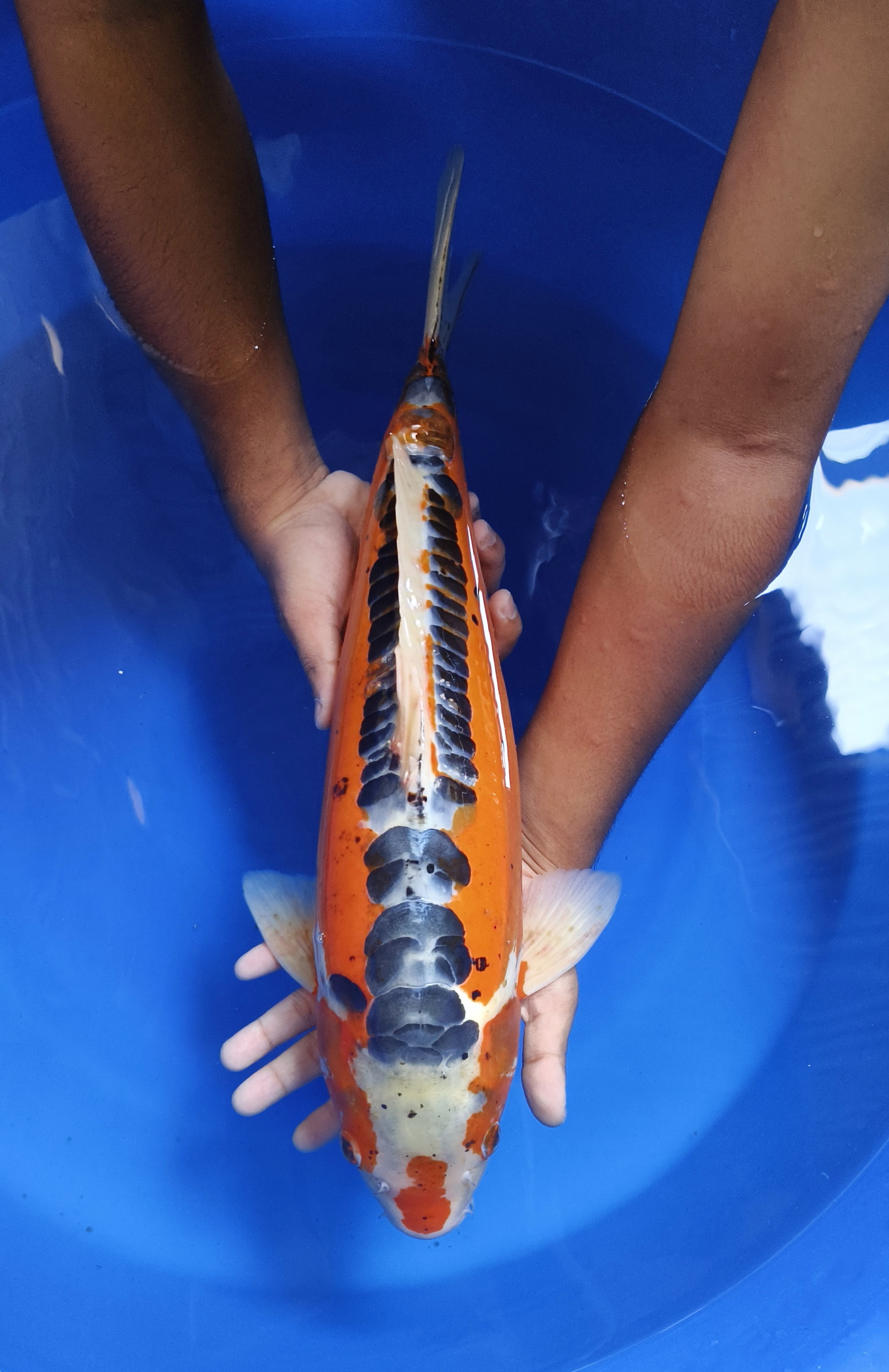 SHUSUI JUMBO 55cm MALE