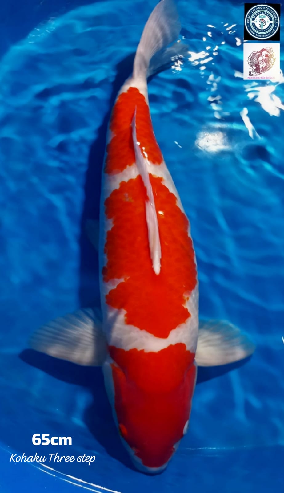 SUPER QUALITY KOHAKU THREE STEP 65cm