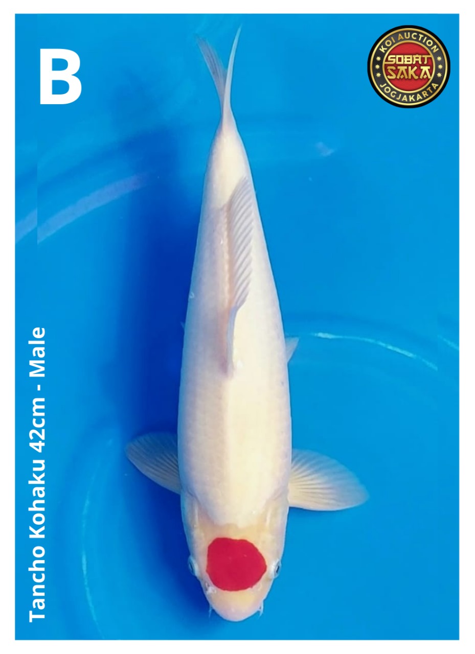 TANCHO KOHAKU 42cm