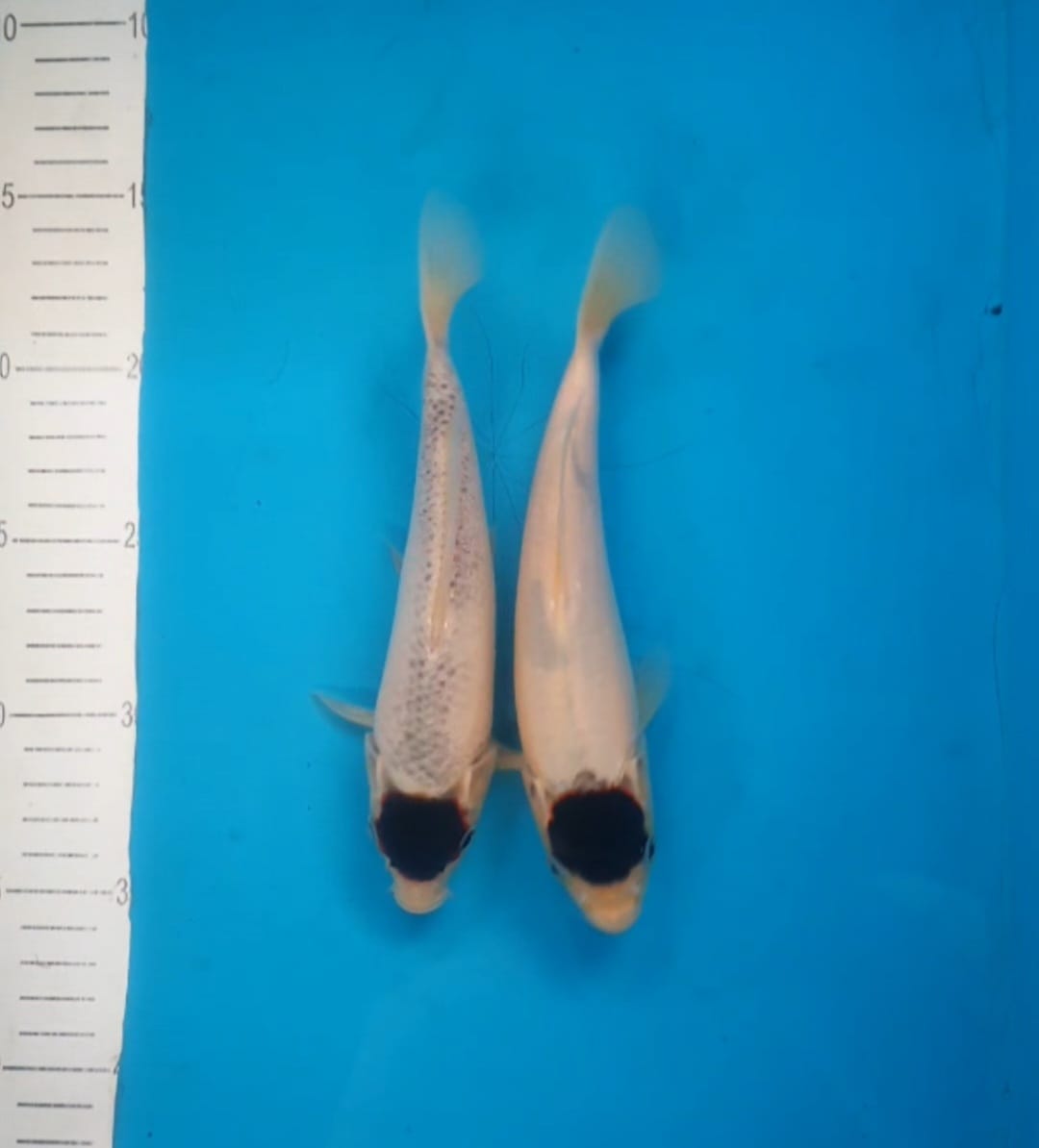 TANCO GOROMO 19cm