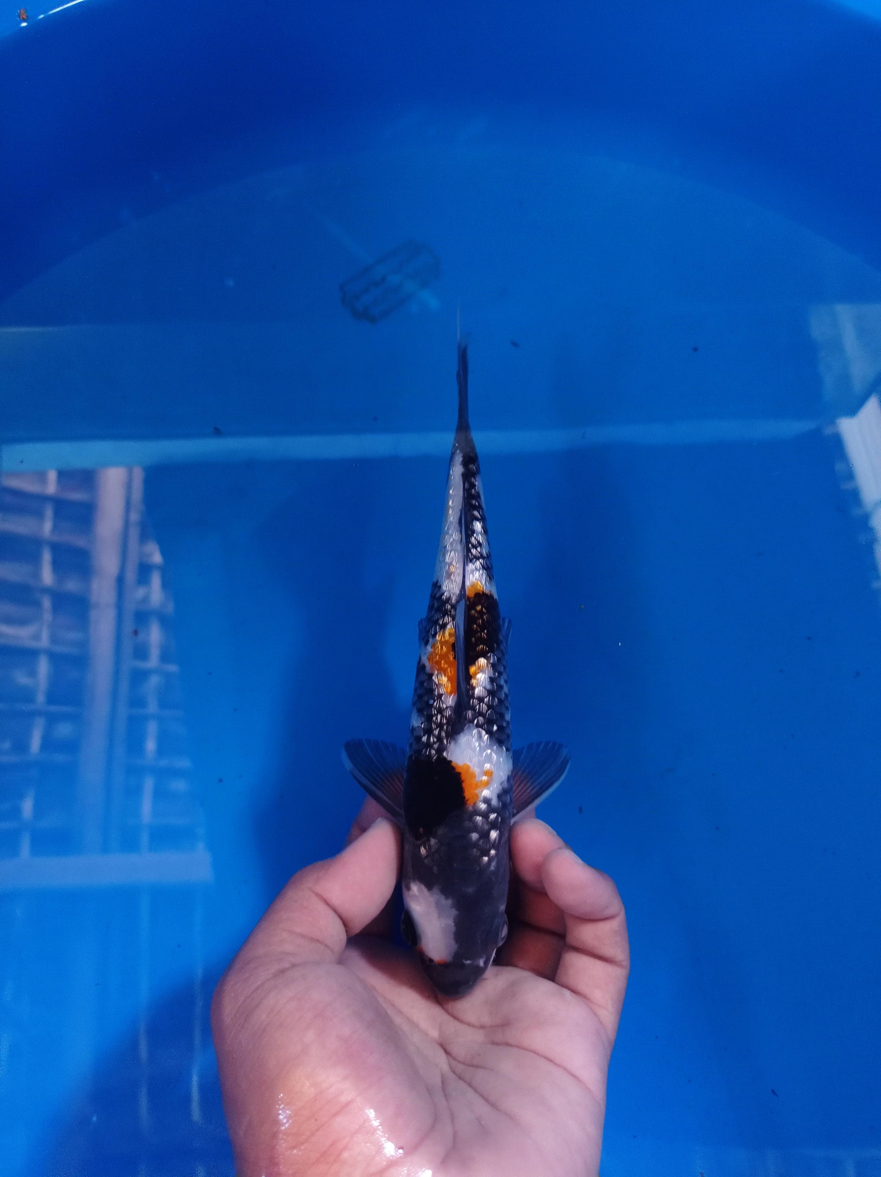 Ikan Koi SHOWA GINRIN 22cm, lelang koi SHOWA GINRIN 22cm, jual koi SHOWA GINRIN 22cm, beli koi SHOWA GINRIN 22cm, Lelang Koi Online, Jual Beli Ikan Koi, Pusat Jual Beli Koi, Info Lelang Koi Hari Ini, Platform Jual Beli Koi, Jual Beli Ikan Koi Online, Marketplace Ikan Koi, Jual Koi Terbaik, Tempat Beli Koi Berkualitas, Pasar Ikan Koi Online Terpercaya, Penjual Ikan Koi Terpercaya, Beli Koi Hias Online, Ikan Koi untuk Dijual, Koi Kualitas Terbaik, Toko Online Ikan Koi, Koi Hias Untuk Dijual, Jual Beli Ikan Koi Lokal, Koi Indonesia Online, Pusat Jual Beli Koi Terbesar