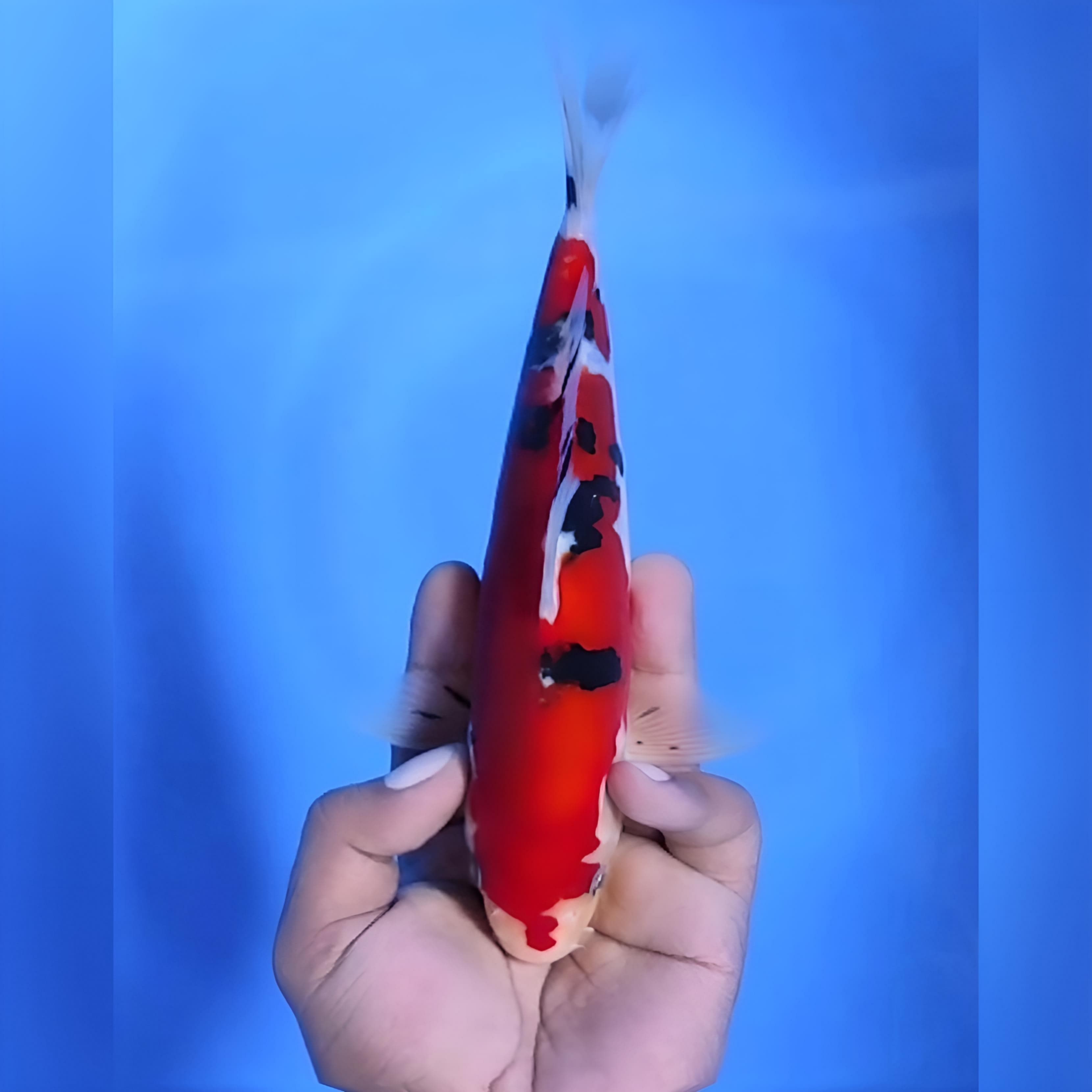 SANKE DOITSU MURNI 23cm