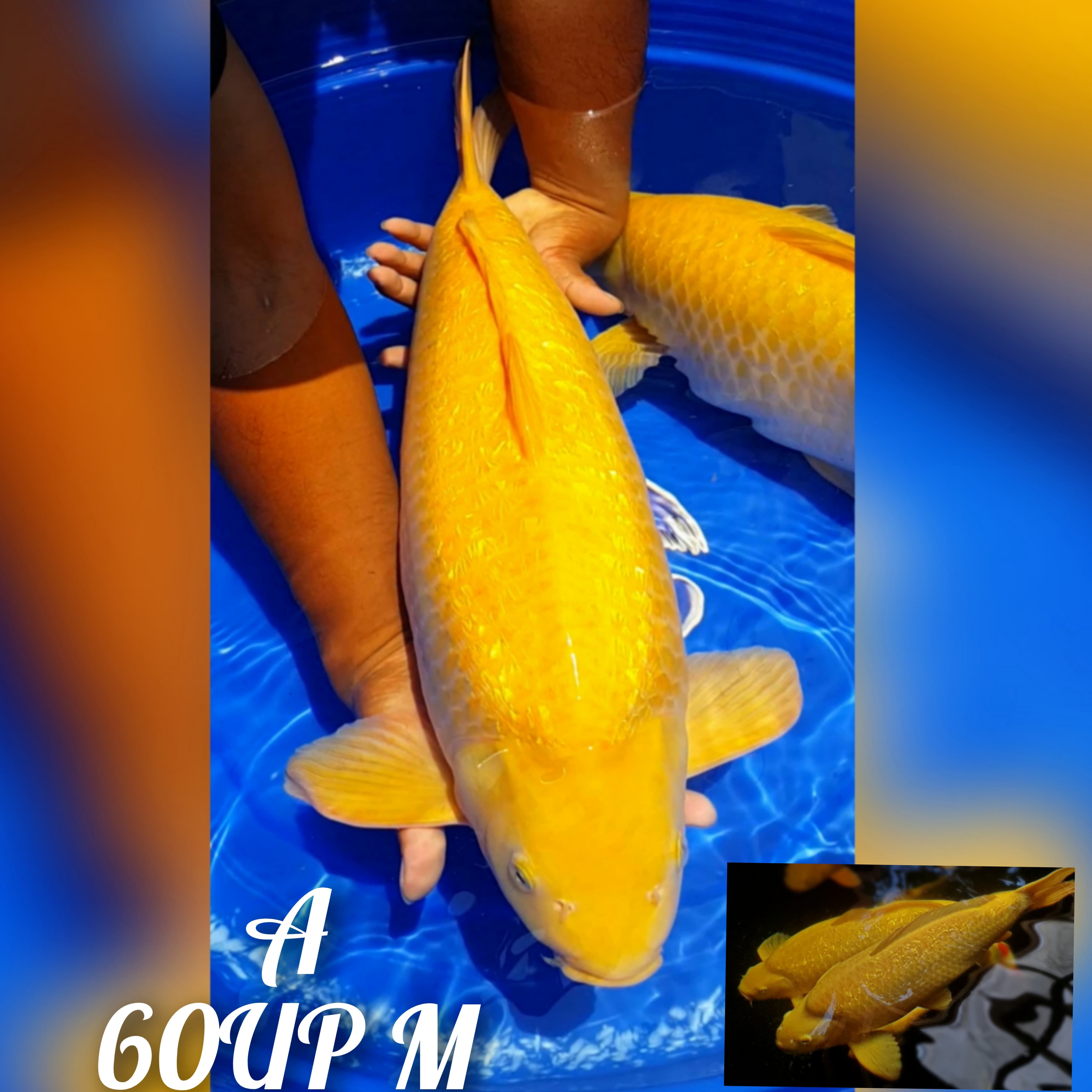 KARASI GINRIN BODY TERRPEDO ISTIMEWA MATA MERAH PUNUK 60cm