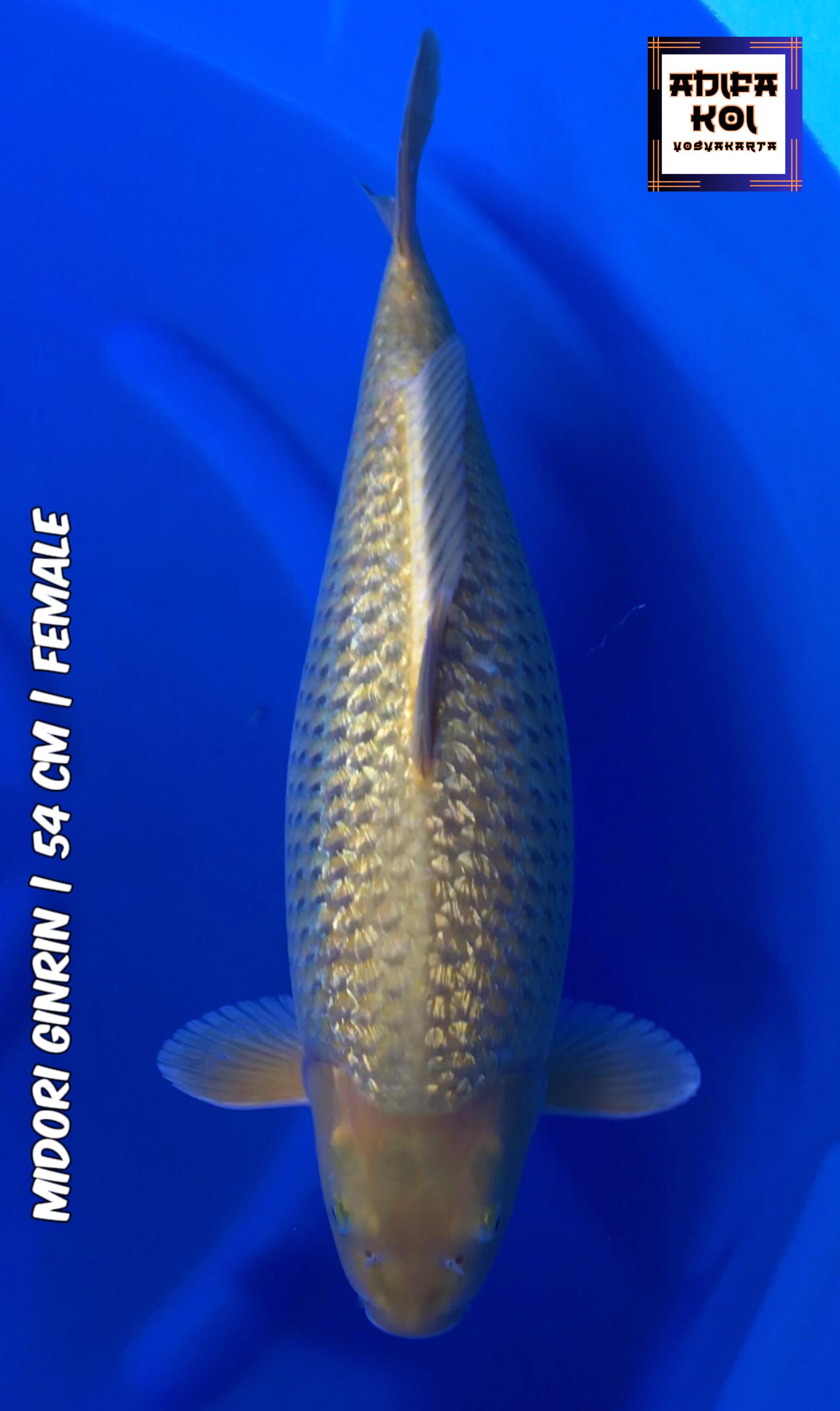 MIDORI GINRIN 54cm