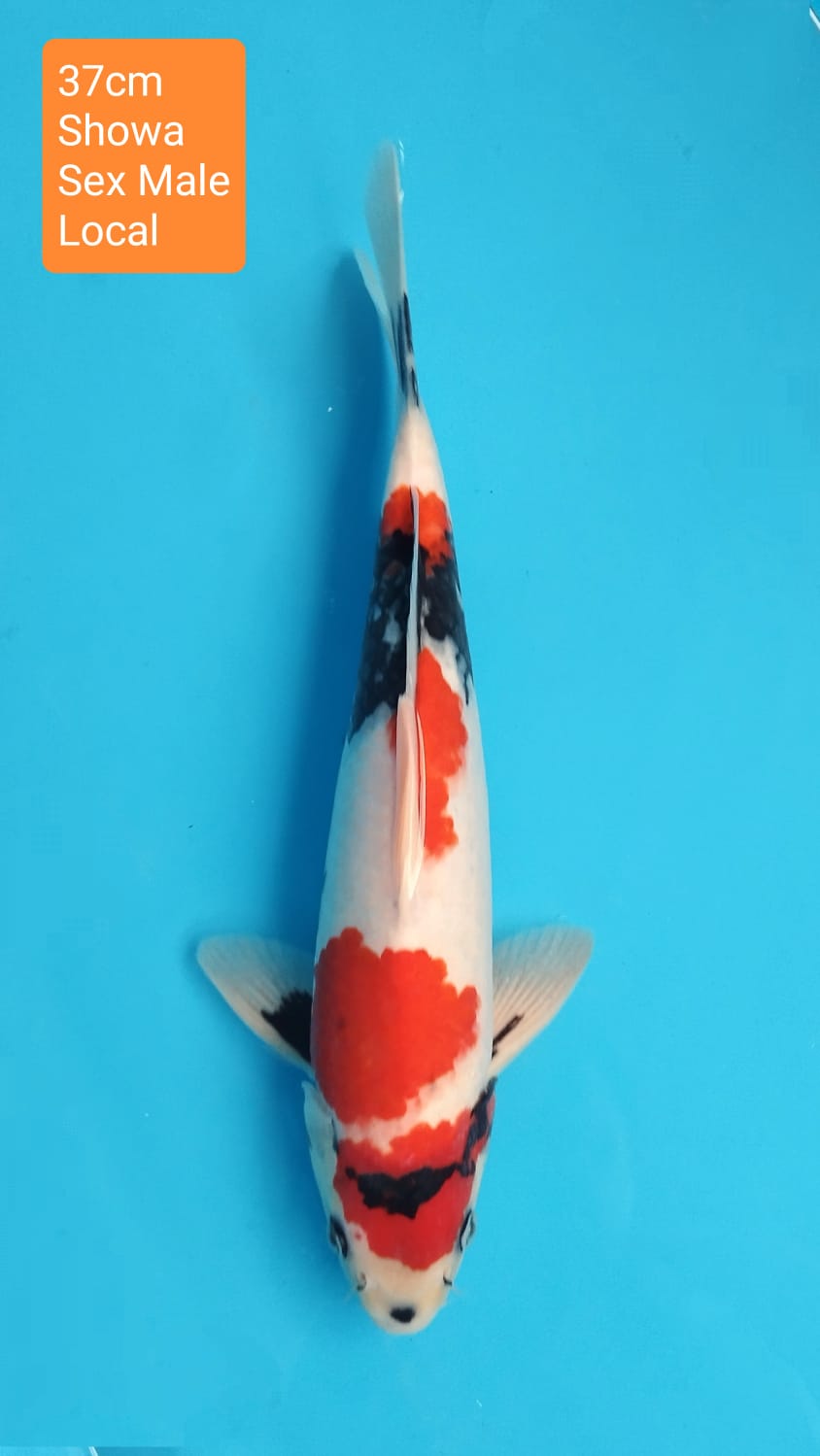 SHOWA 37cm