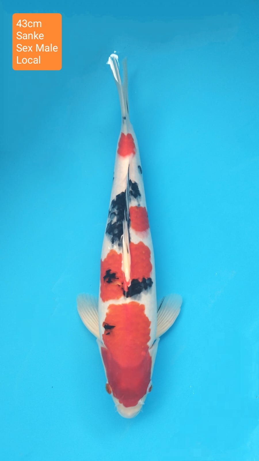 SANKE 43cm