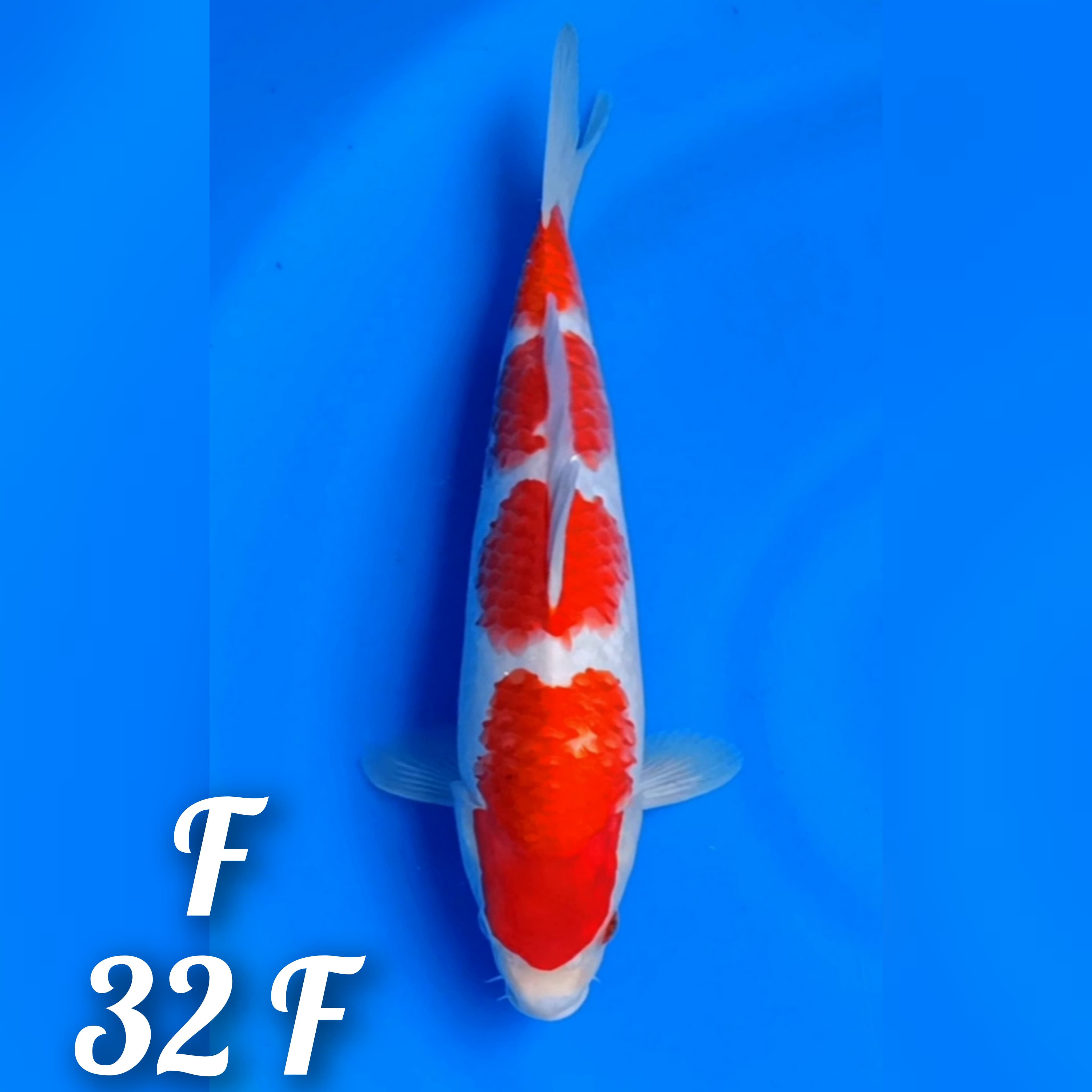 KOHAKU SUPER STRONG 4STEEP HQ 32cm
