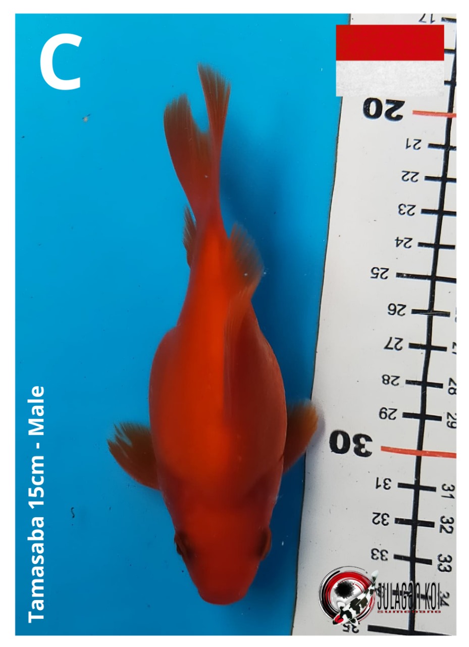 TAMASABA 15cm