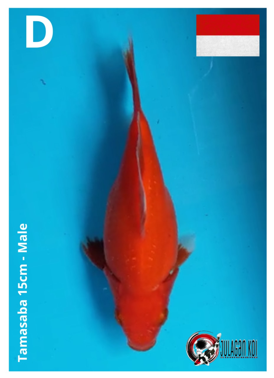 TAMASABA 15cm